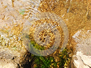 Algae in water photo